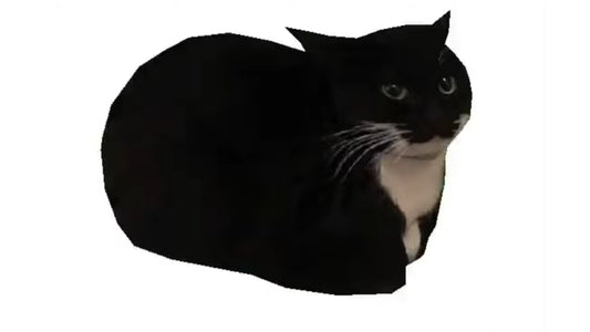 Beautiful Cat